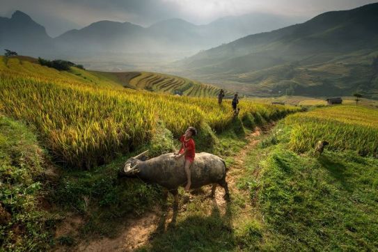 The buffalo in Vietnamese culture and life