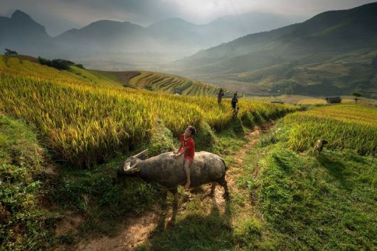 The buffalo in Vietnamese culture and life