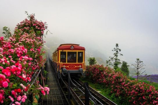 Sapa’s rose valley recognised as largest one in Vietnam