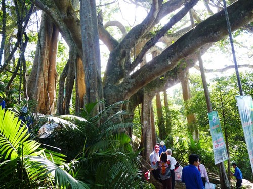 800-year-old banyan tree in the central city of Da Nang