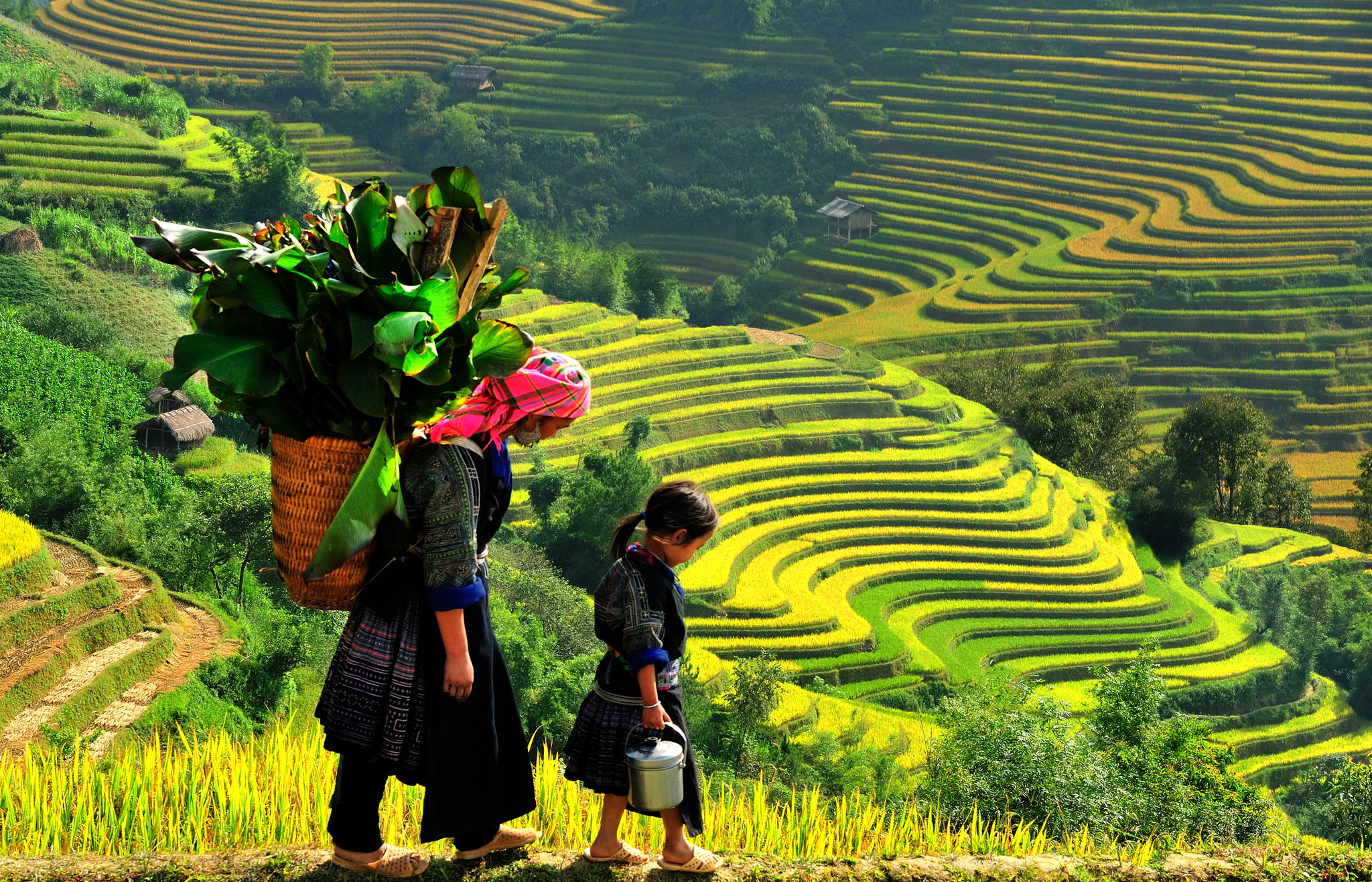 Mu Cang Chai